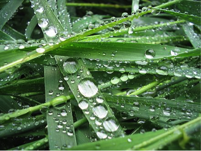 Hydrophobic Grass Photo